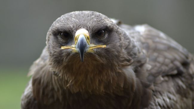 Rapaces et biodiversité